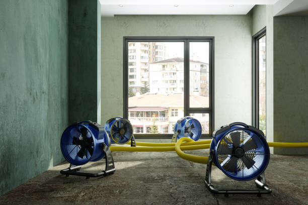 Best Basement water damage restoration  in Haubstadt, IN